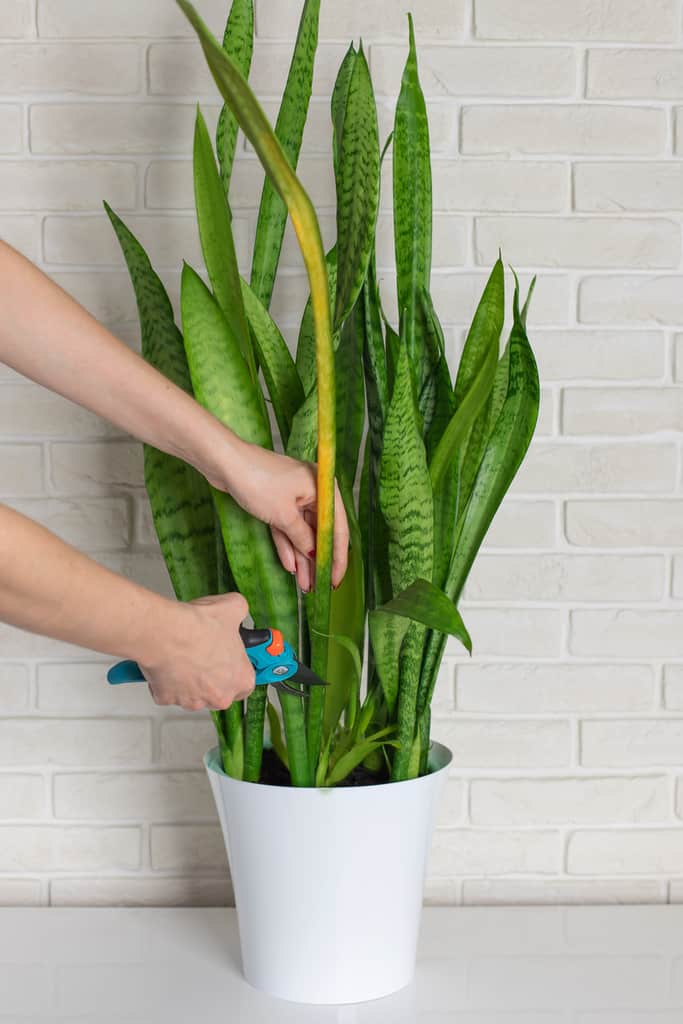 Identifying and Eliminating Snake Plant Pests