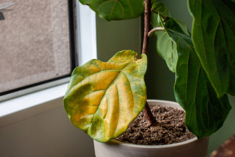 Identifying and Treating Fiddle Leaf Fig Root Rot