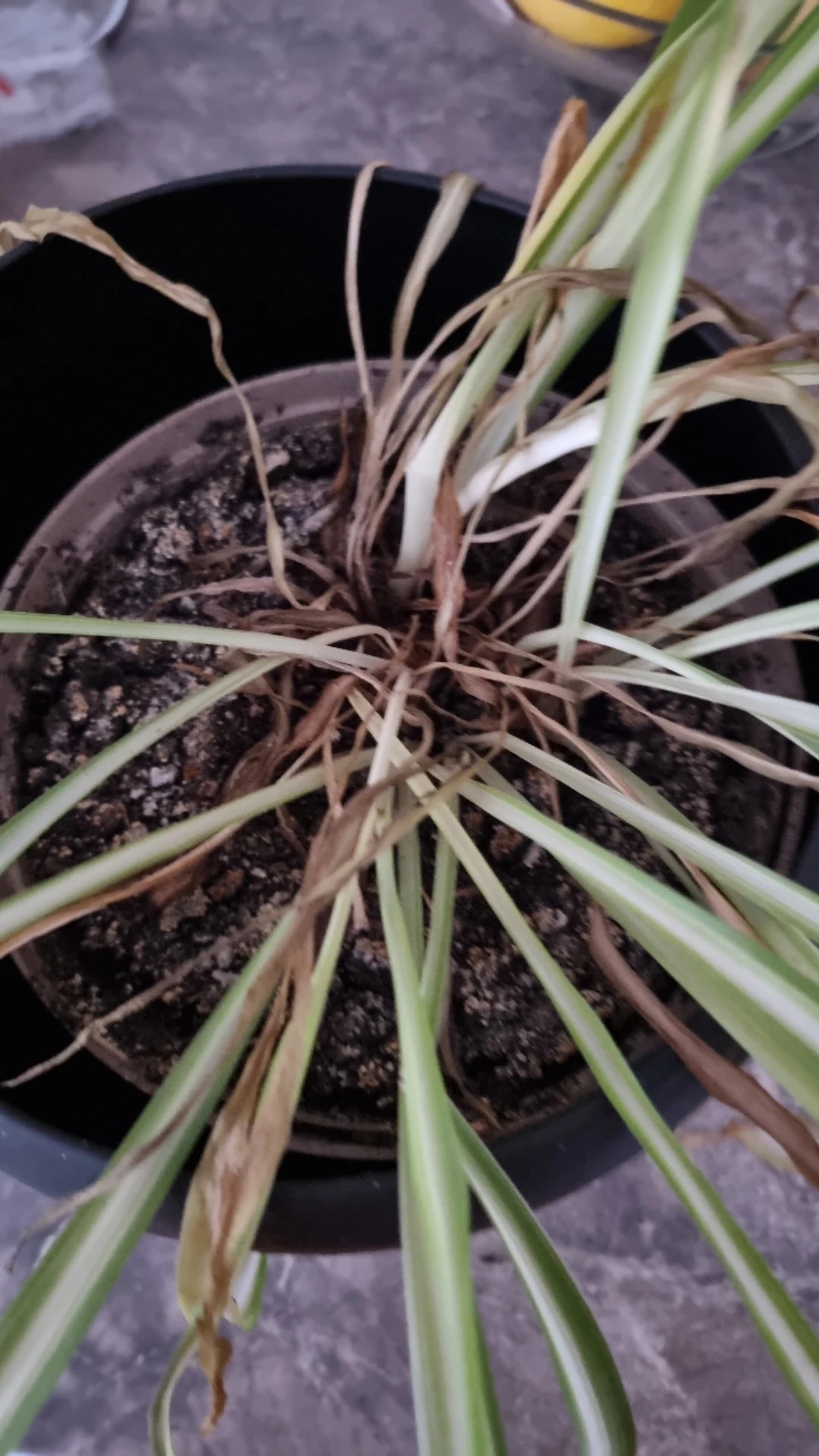 Identifying and Treating Spider Plant Root Rot