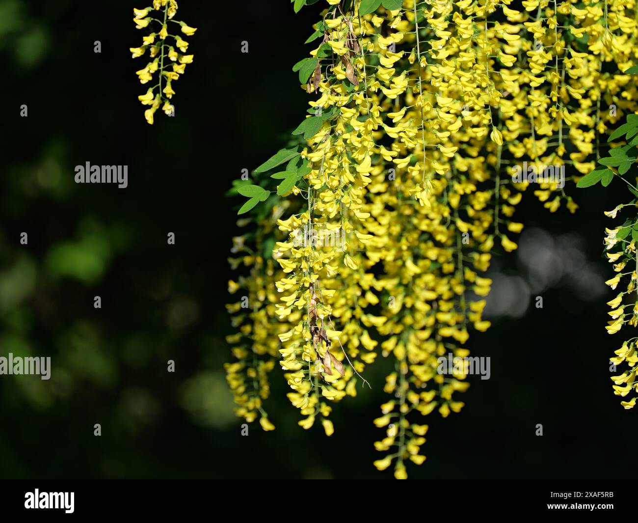 Identifying Ferns with Yellow Flowers