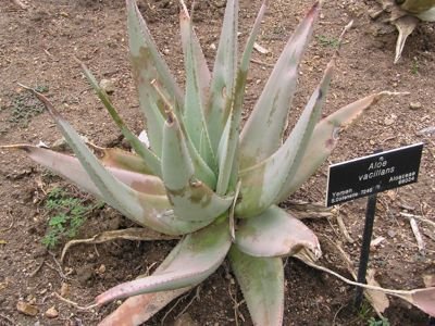 Identifying Plants That Look Like Aloe Vera