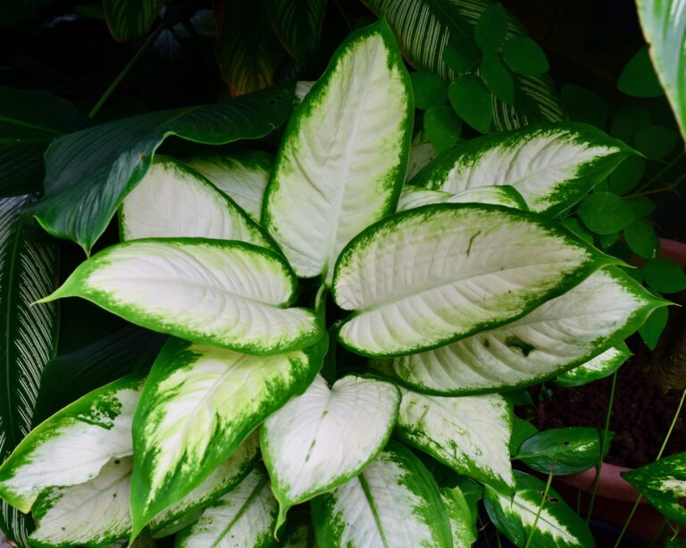 Is Dieffenbachia Poisonous? Safety for Pets and Humans