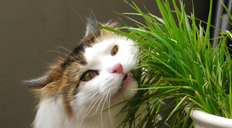 Is Goldfish Plant Safe for Cats?