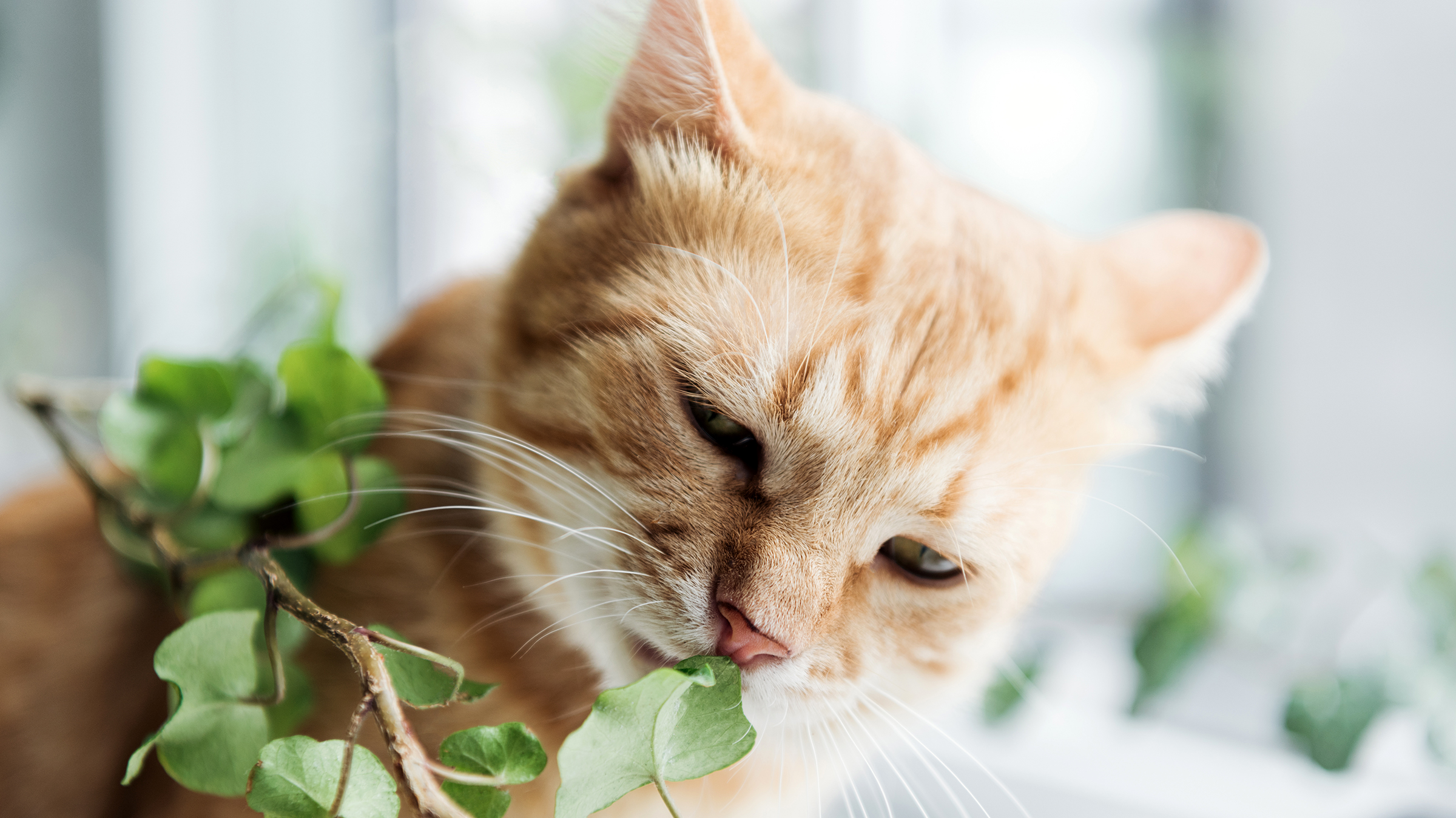 Is Pothos Plant Toxic to Cats? Safety Guide