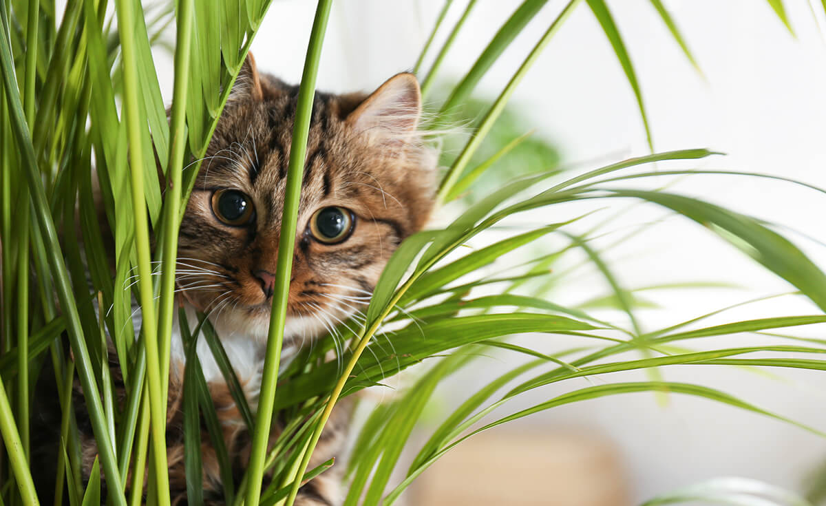 Is Snake Plant Toxic to Cats? Safety Guide