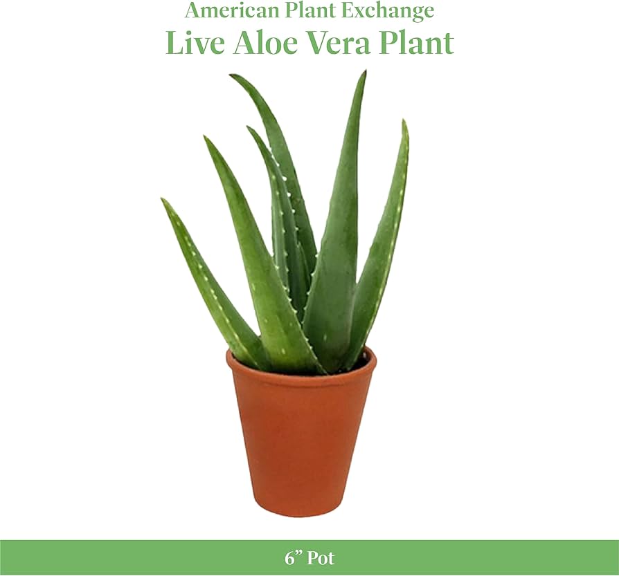 Is the Aloe Vera Plant Poisonous? Facts Revealed