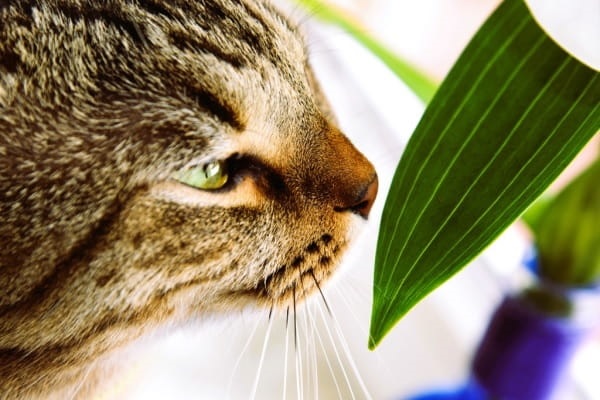 Is the Parlor Palm Safe for Cats? Care Tips and Facts