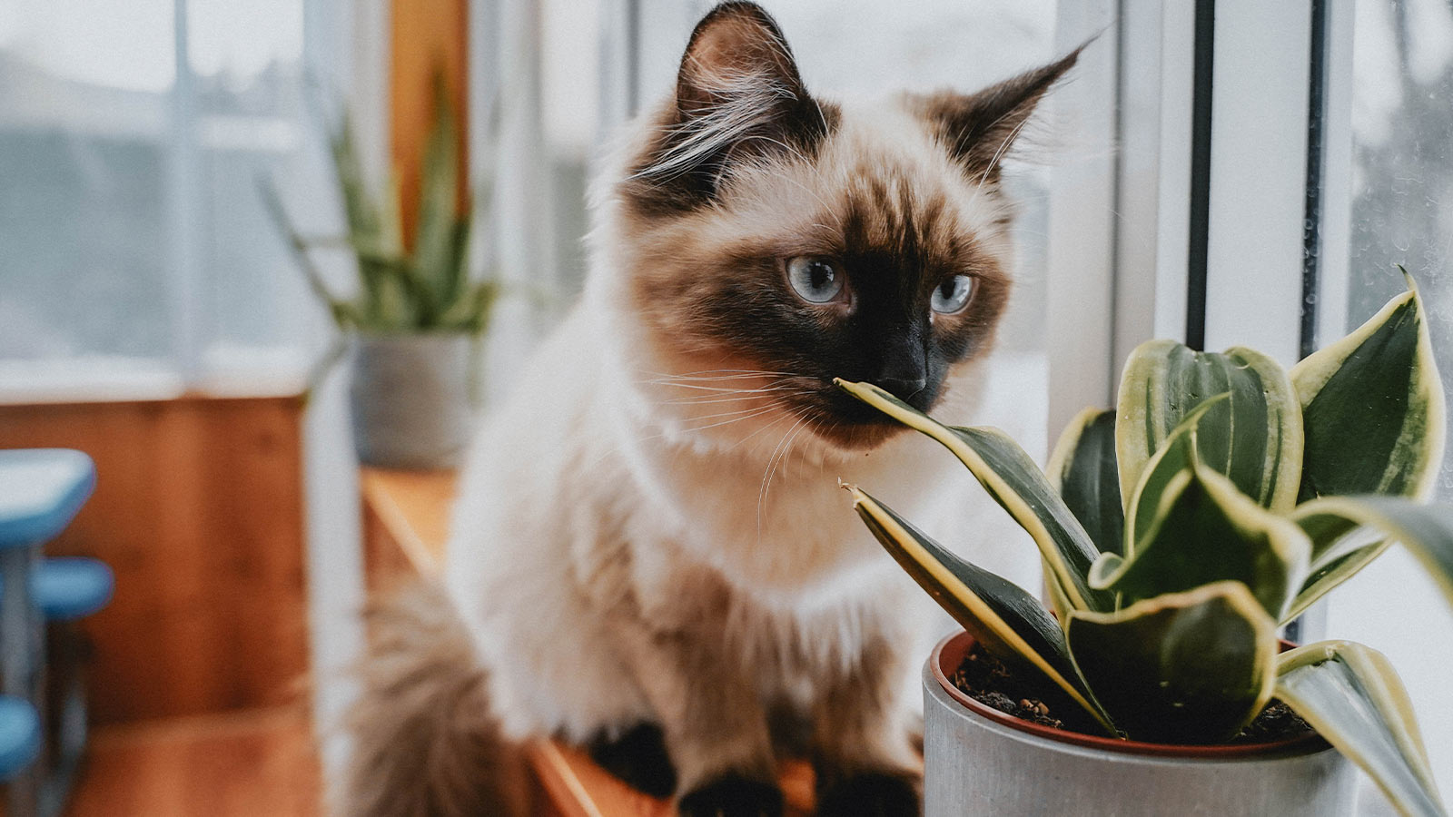 Is the Rubber Plant Toxic to Cats?