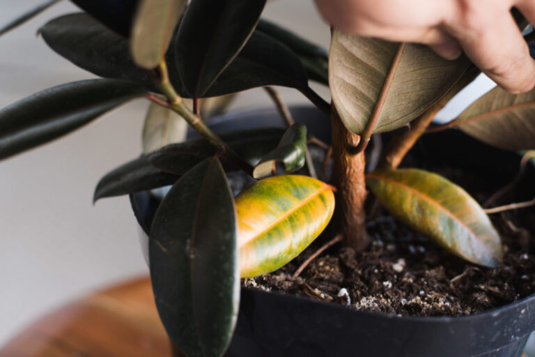 Is Your Rubber Plant Dying? How to Revive It