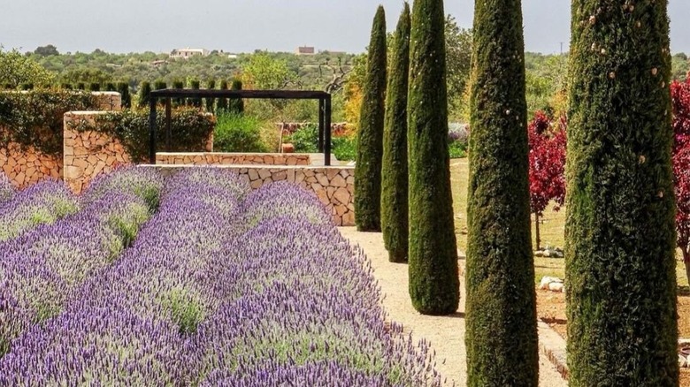 Landscape Uses of Lavender Plants: Design Ideas