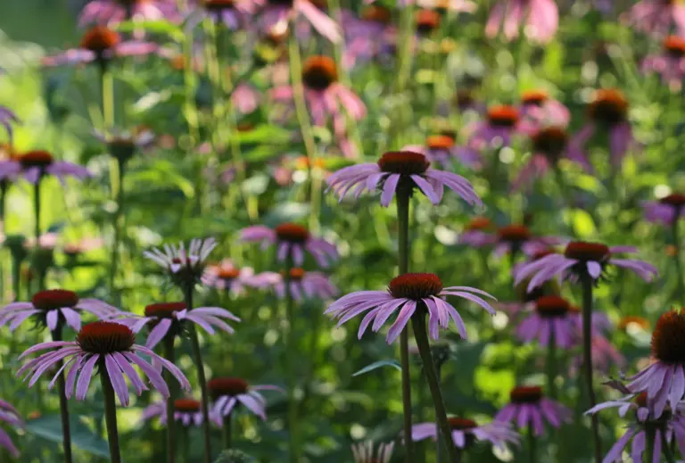 Lavender Companion Plants: Best Pairings for Your Garden