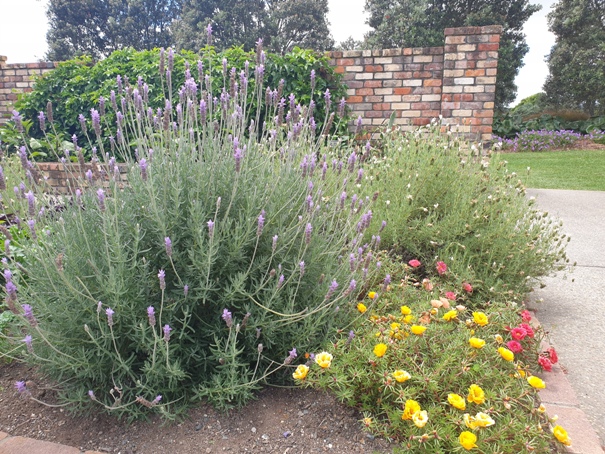 Lavender Plant Bloom Time: Complete Flowering Guide