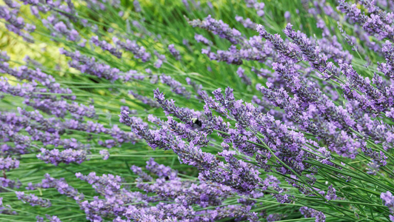 Lavender Plant Bloom Time: Seasonal Flowering Guide