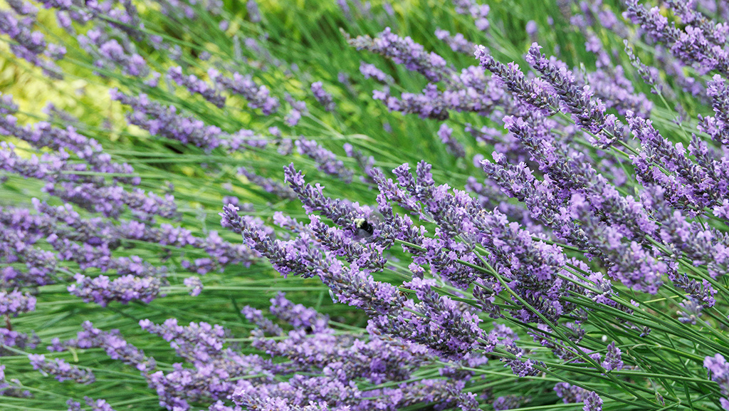 Lavender Plant Bloom Time: Seasonal Flowering Guide