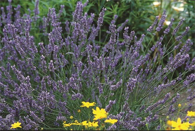 Lavender Plant Care: Essential Growing Tips