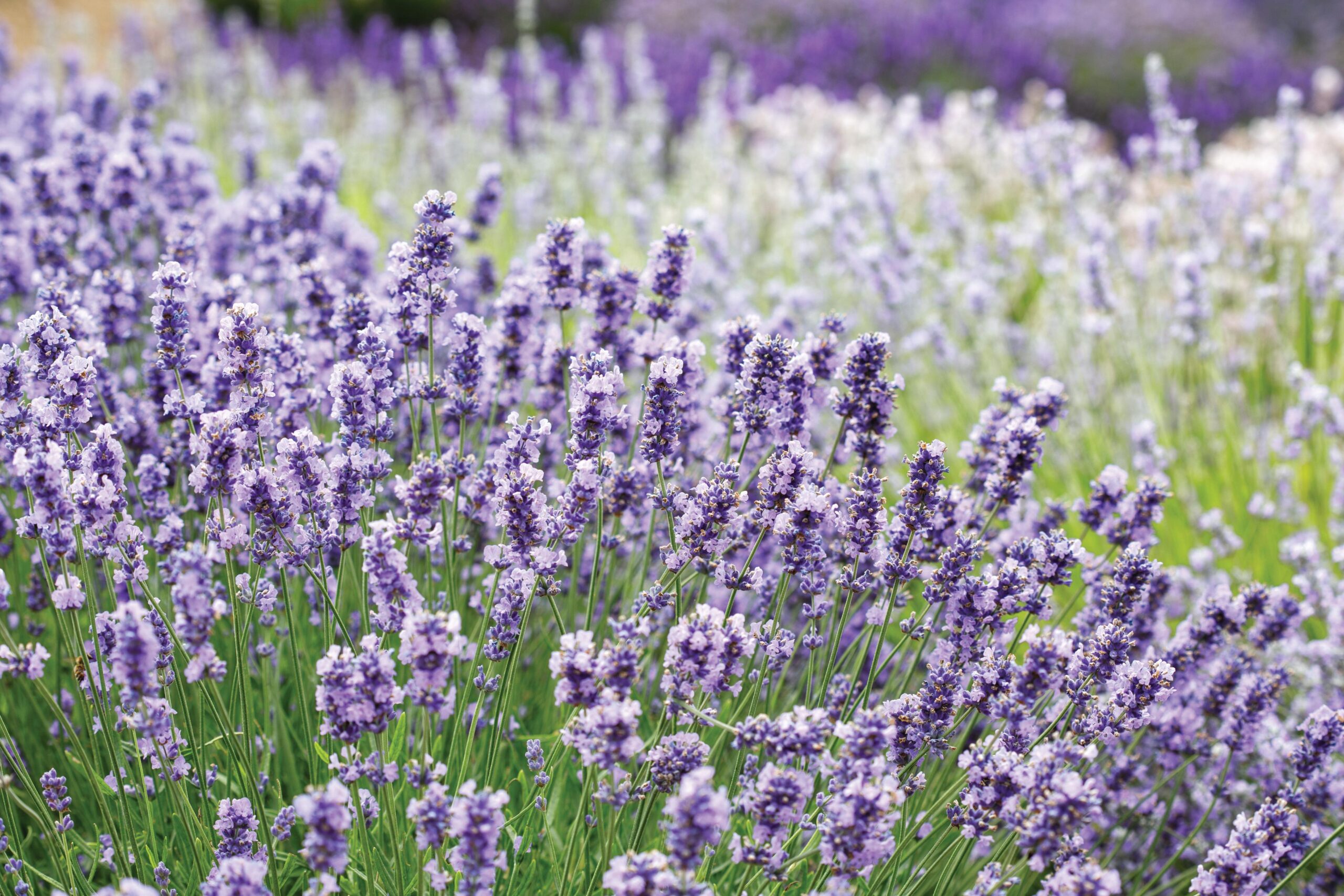 Lavender Plant Habitat: Ideal Growing Conditions