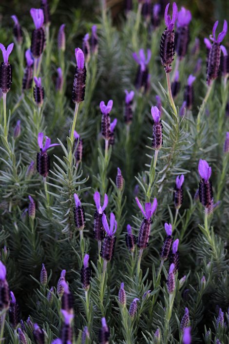 Lavender Plant Not Flowering? Solutions Guide