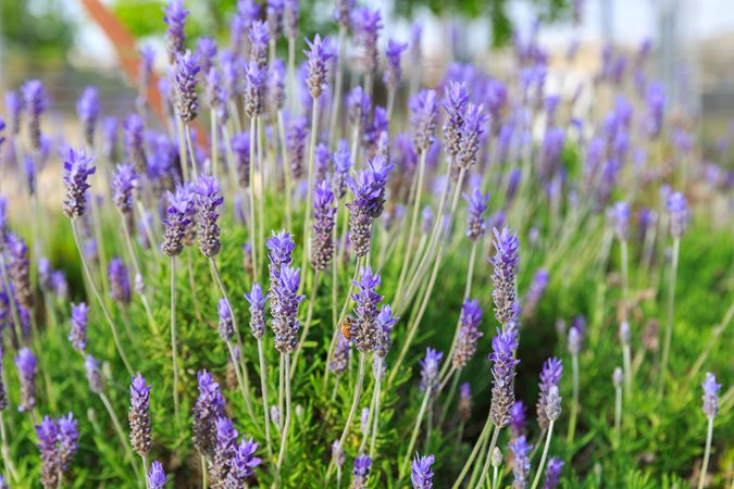 Lavender Plant Turning Yellow: Causes and Solutions