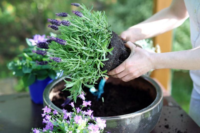 Lavender Plants Maintenance: Simple Care Guidelines