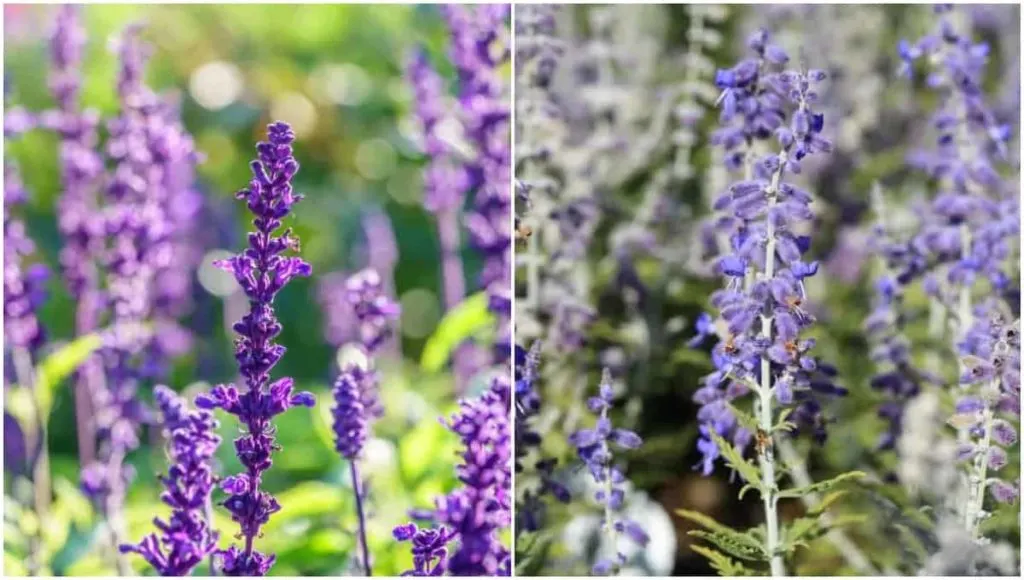 Lavender Tree vs Lavender Plant: Key Differences