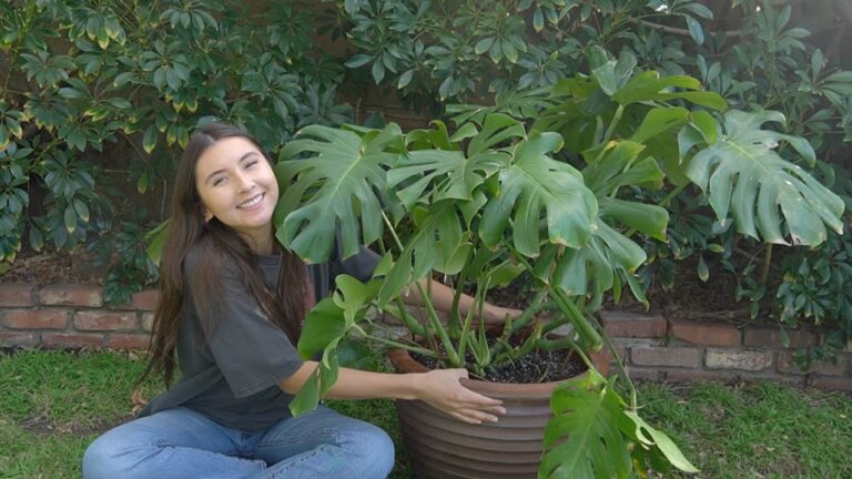 Managing Overgrown Monstera Plants