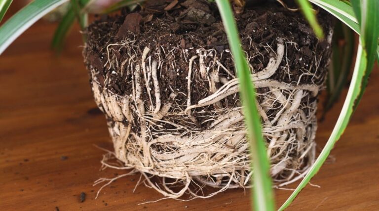 Managing Root-Bound Spider Plants: A Guide