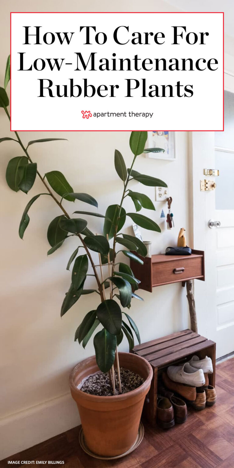 Mature Rubber Plant Care: What You Need to Know