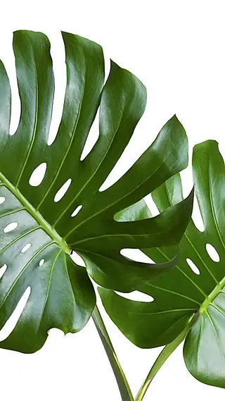 Monstera Leaves Curling: Reasons and Remedies