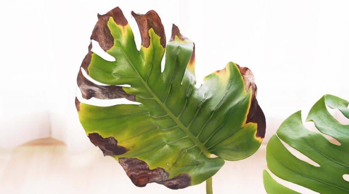 Monstera Leaves with Brown Edges: Solutions