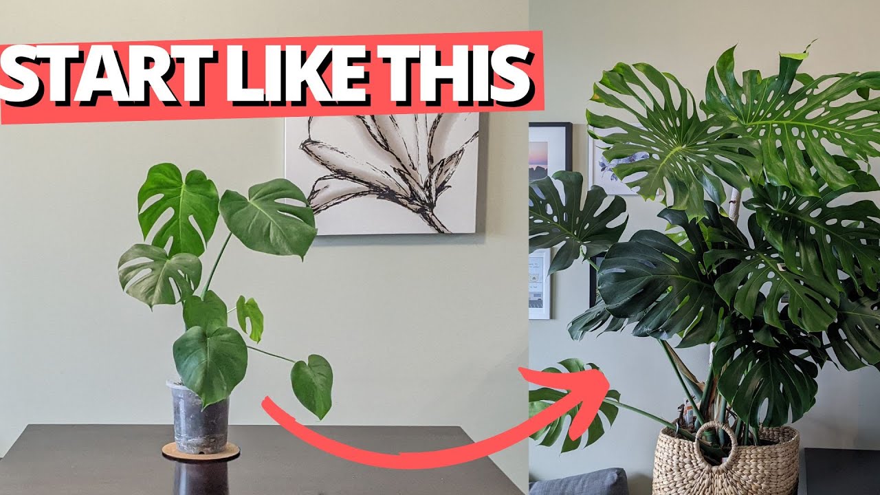 Monstera Light Needs: Ensuring Proper Growth