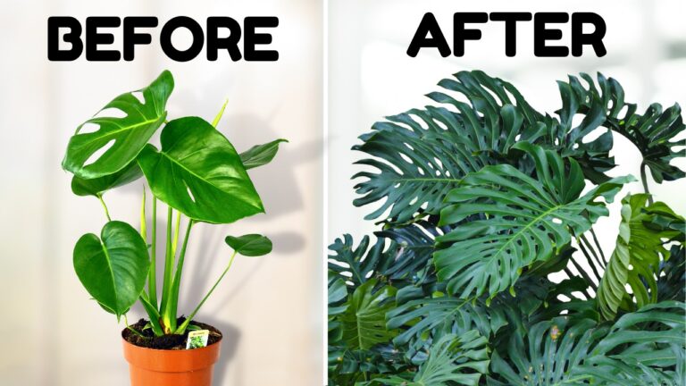 Monstera Plant Care: Essential Tips for Growth