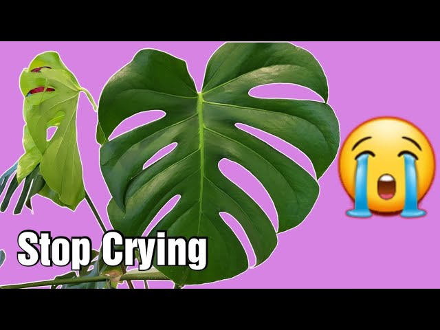 Monstera Plant Dripping Water: Causes Explained