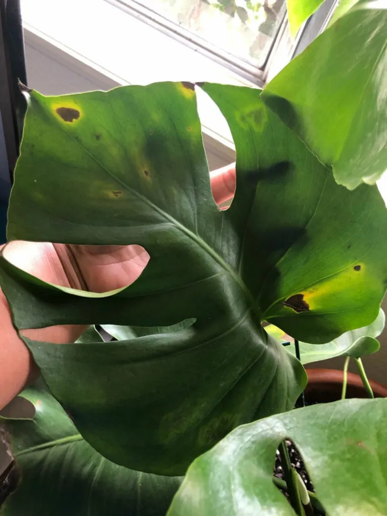 Monstera Yellow Leaves: Causes and Solutions