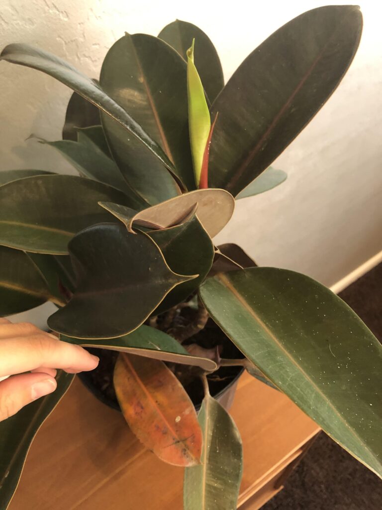 New Rubber Plant Leaves Curling: Causes & Fixes