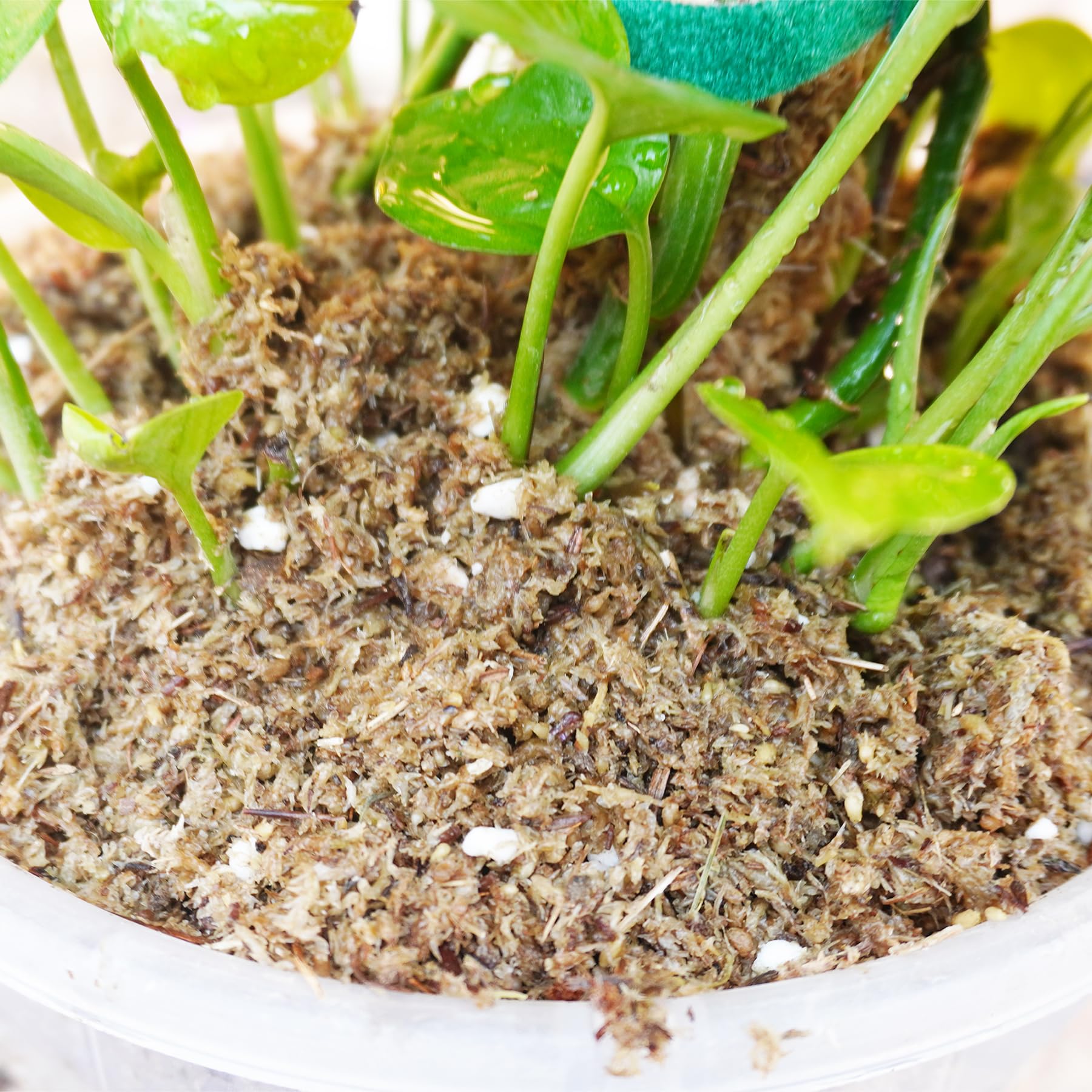 Optimal Soil Mix for Healthy Pothos Plants