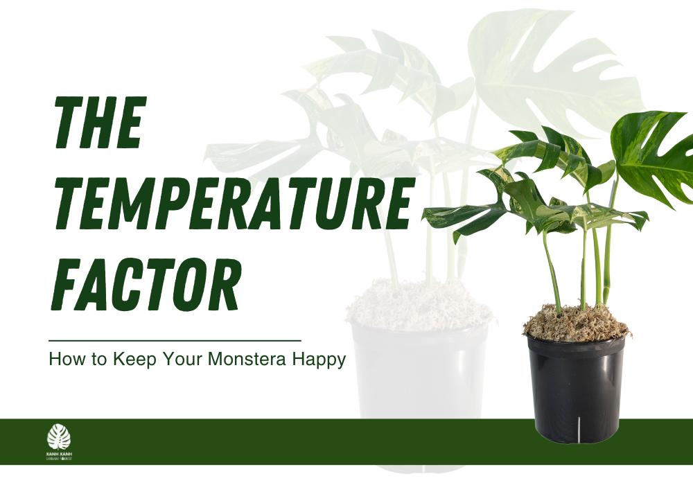 Optimal Temperature for Monstera Plants