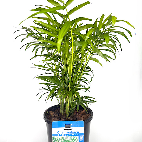 Optimal Temperature for Parlor Palm Plants