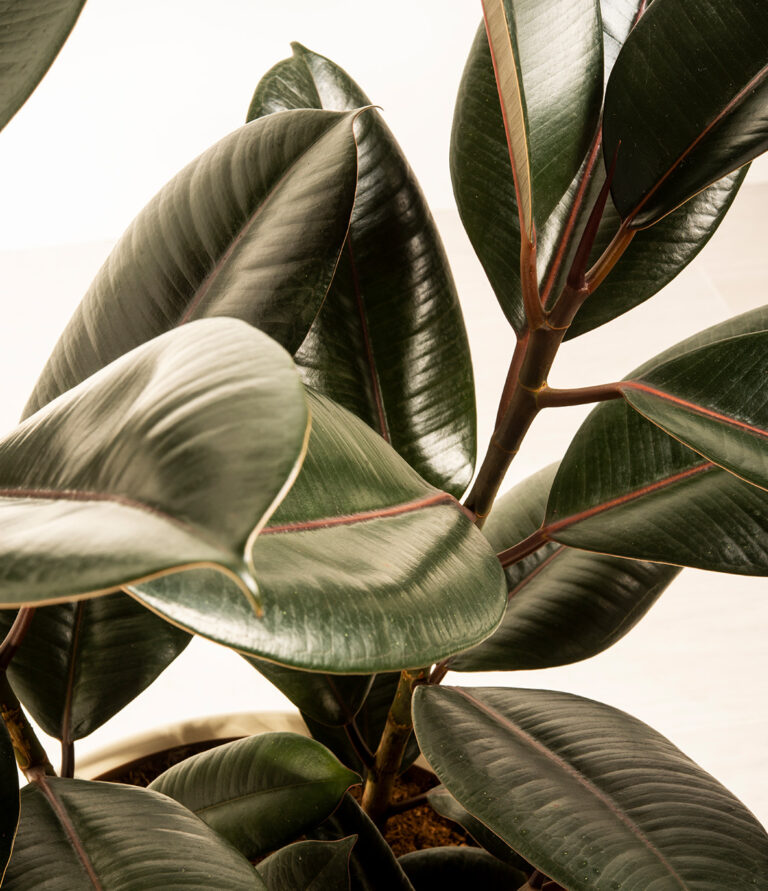 Optimal Temperature for Rubber Plant Growth