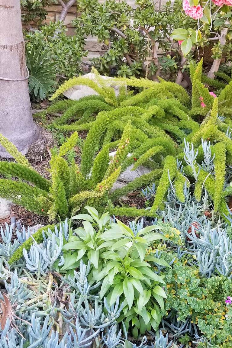 Outdoor Fern Care: Best Practices