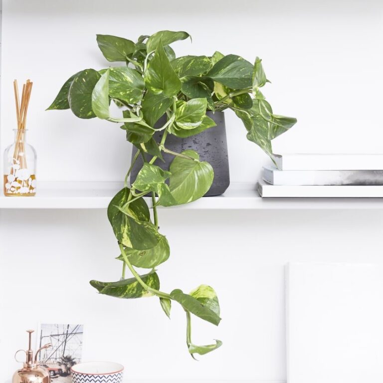 Outdoor Pothos Care: Growing Tips