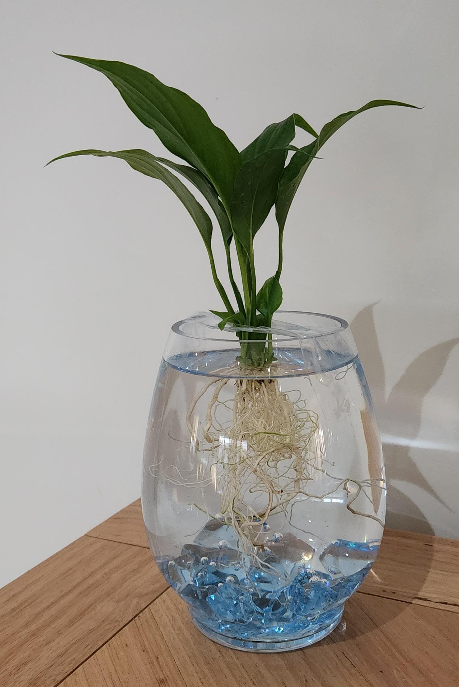 Peace Lily and Betta Fish: Compatibility Guide