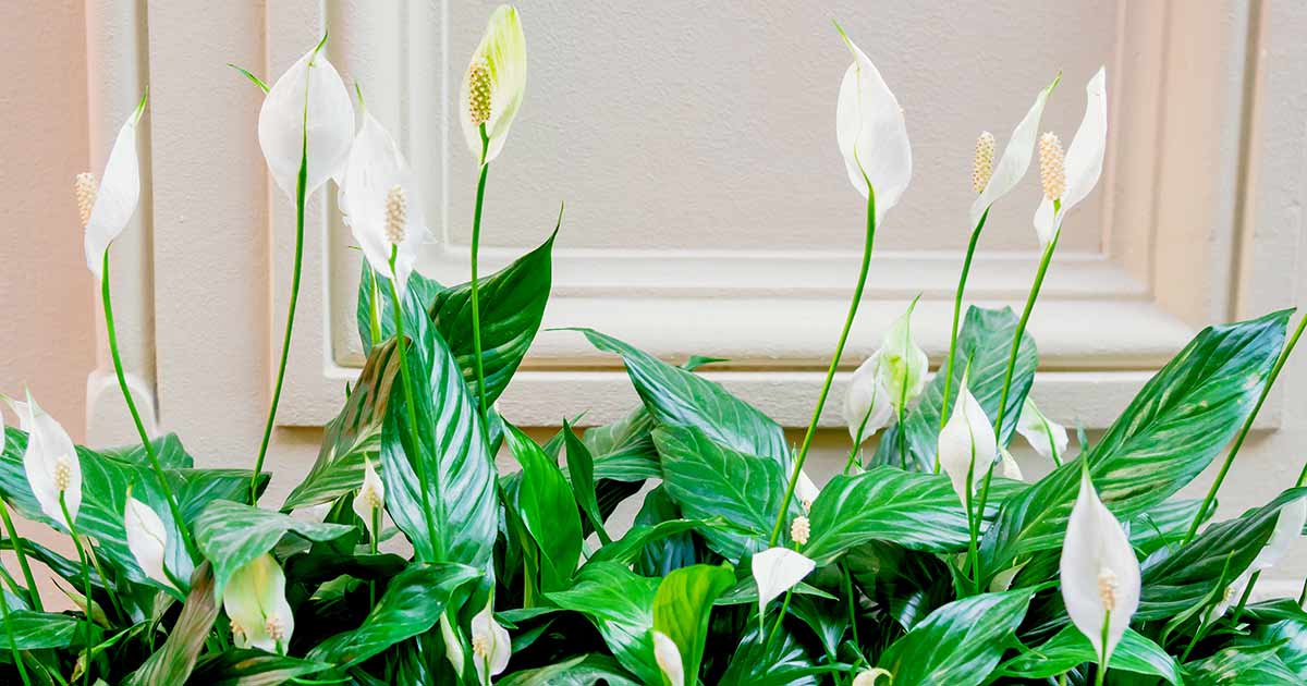 Peace Lily Care Instructions: A Complete Guide