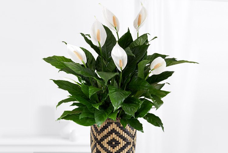 Peace Lily Flowers: Care Tips for Blooming