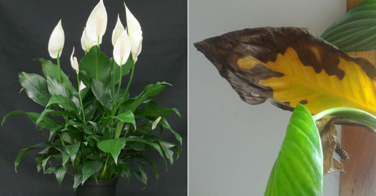 Peace Lily Leaves Turning Brown: Causes & Fixes