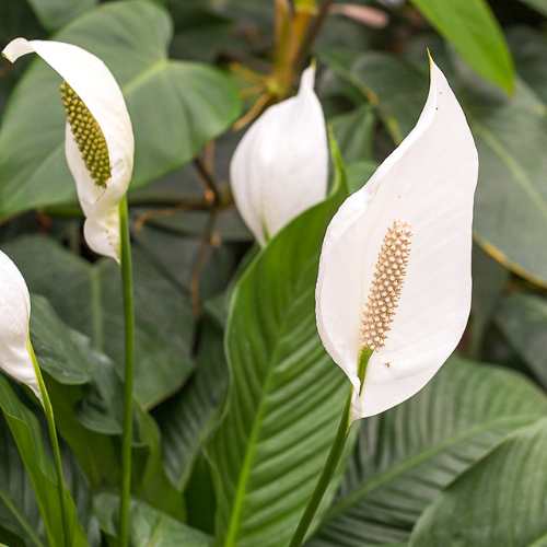 Peace Lily Maintenance: Essential Tips