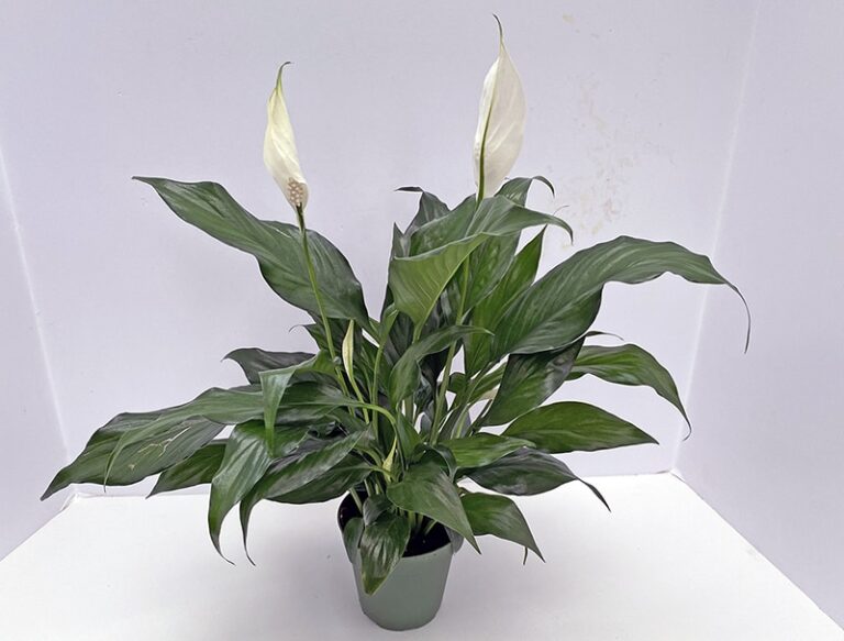 Peace Lily Not Flowering? Here's Why