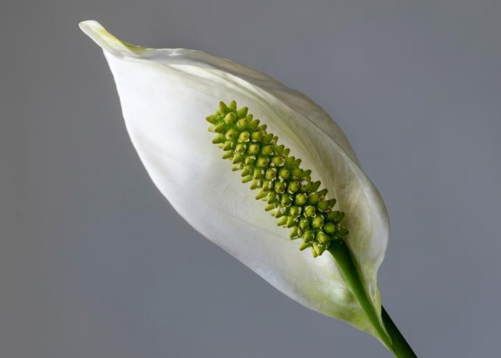 Peace Lily Plant Size: Growth Expectations