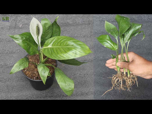 Peace Lily Propagation: Methods and Tips