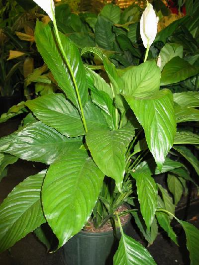 Peace Lily Toxicity: What You Need to Know