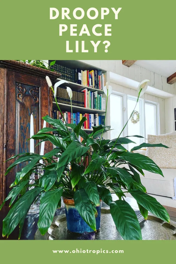 Peace Lily Yellow Leaves: Causes and Fixes